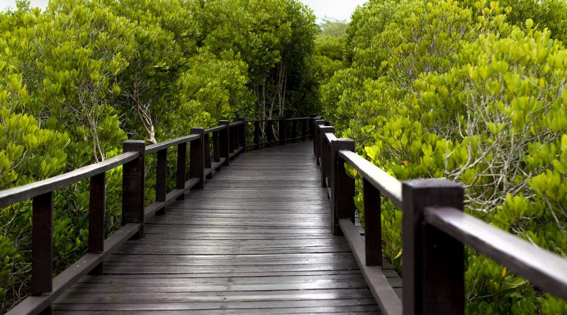 Pohon Mangrove mempunyai banyak manfaat bagi alam