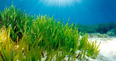 Tumbuhan Lamun atau Seagrass yang Hidup di Dasar Laut