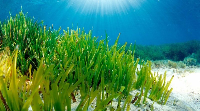 Tumbuhan Lamun atau Seagrass yang Hidup di Dasar Laut